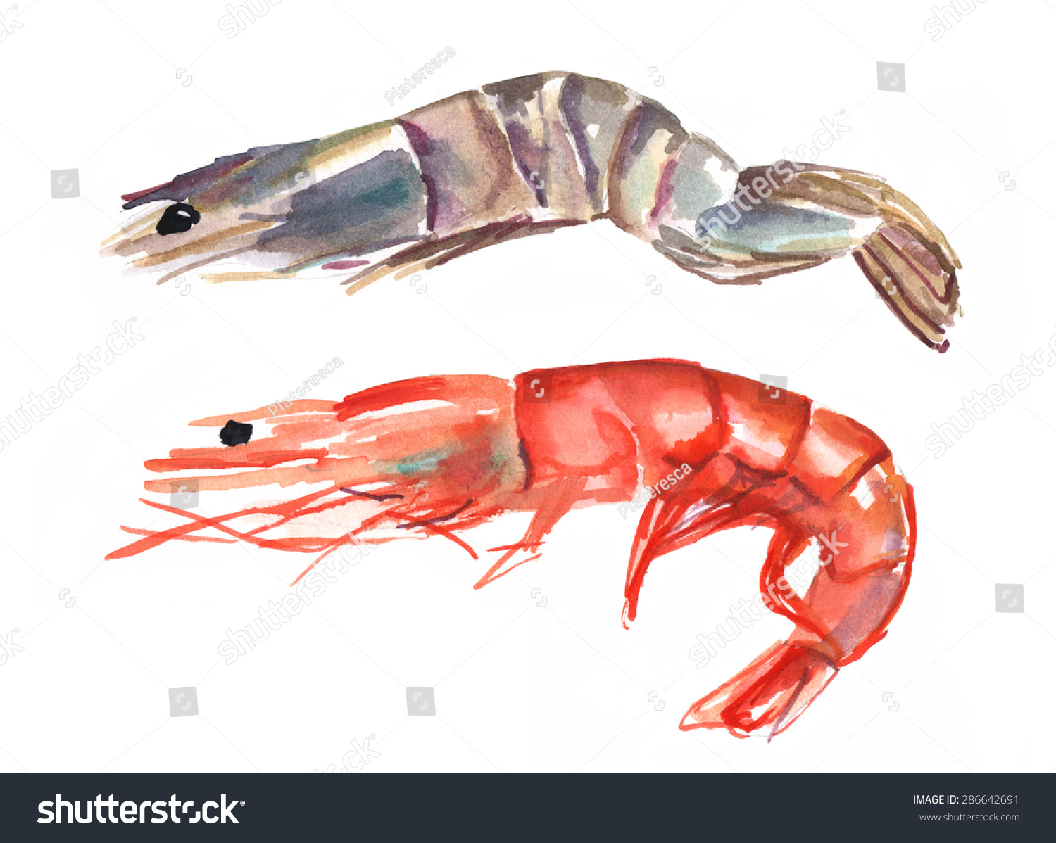 水彩绘画两个虾,一个粉色,一个老虎,在白色的背景上