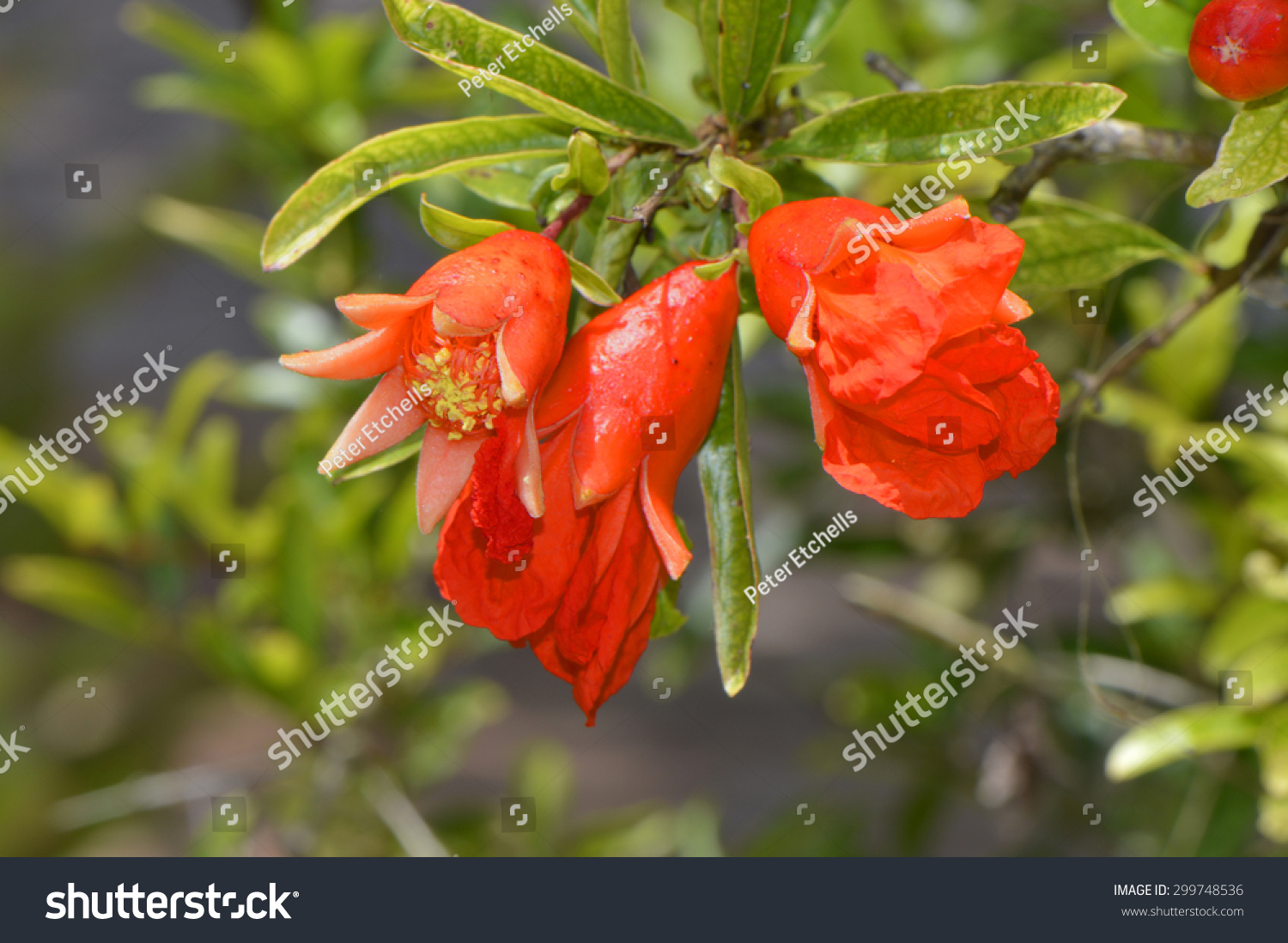 矮石榴拉丁名字石榴娜娜-自然,公园\/户外-海洛