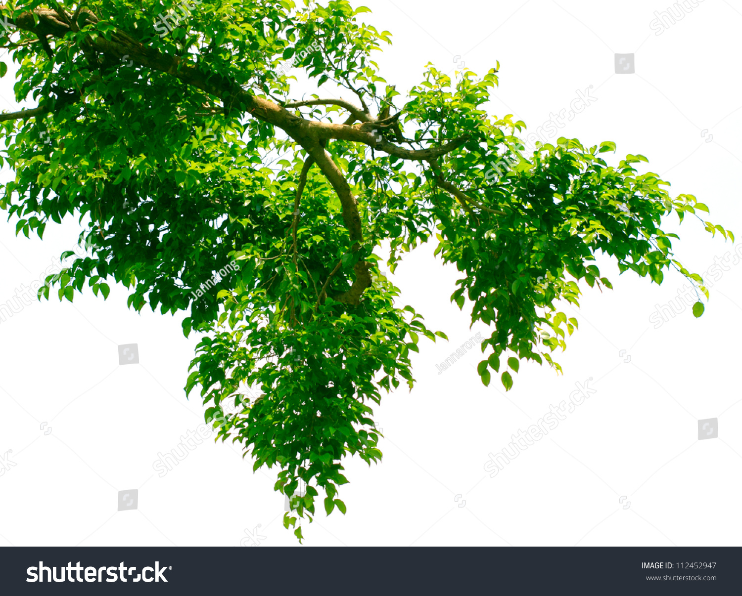 绿色树叶和树枝在白色背景抽象结构-背景/素材,物体-海洛创意(hellorf