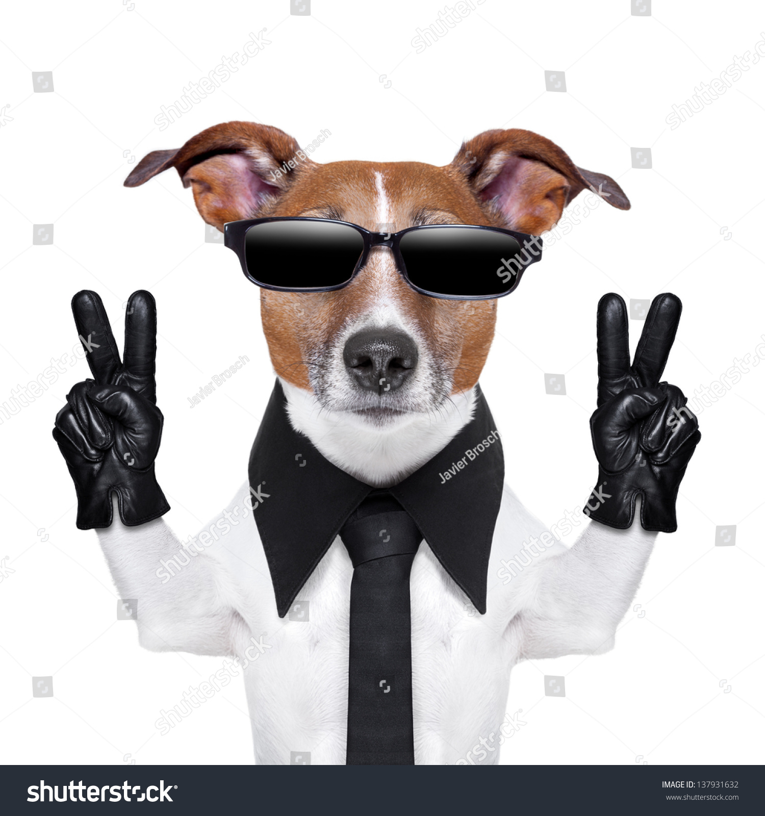 cool dog with peace fingers in black leather gloves