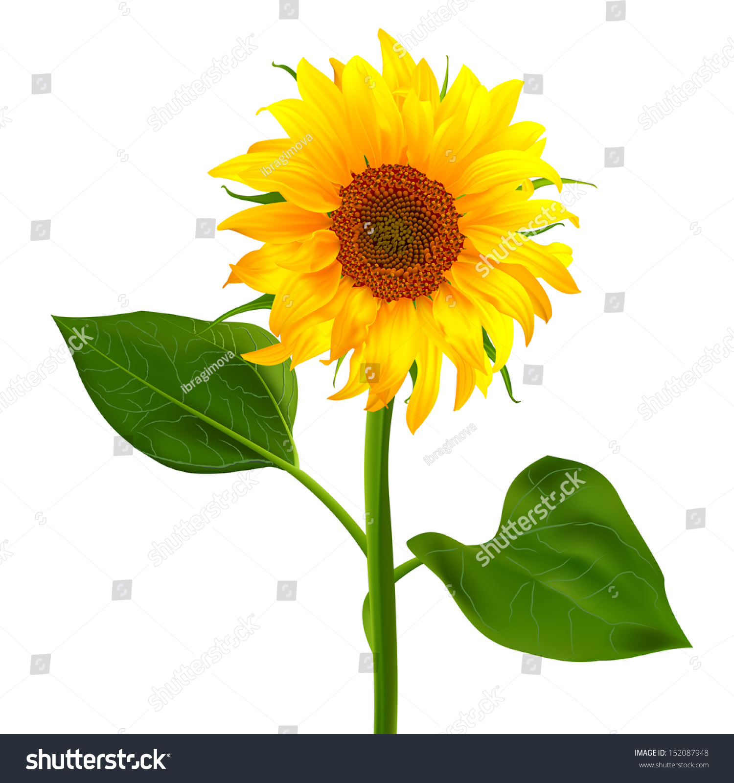 请登录 | 原标题 sunflower vector flower pedicle nature