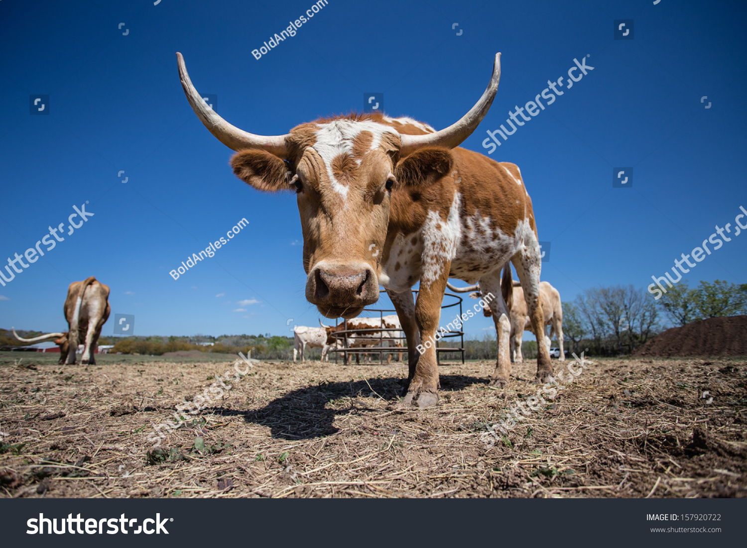 年轻的德克萨斯长角牛奶牛与白色和棕色标记(右3/4前视图)-动物/野生