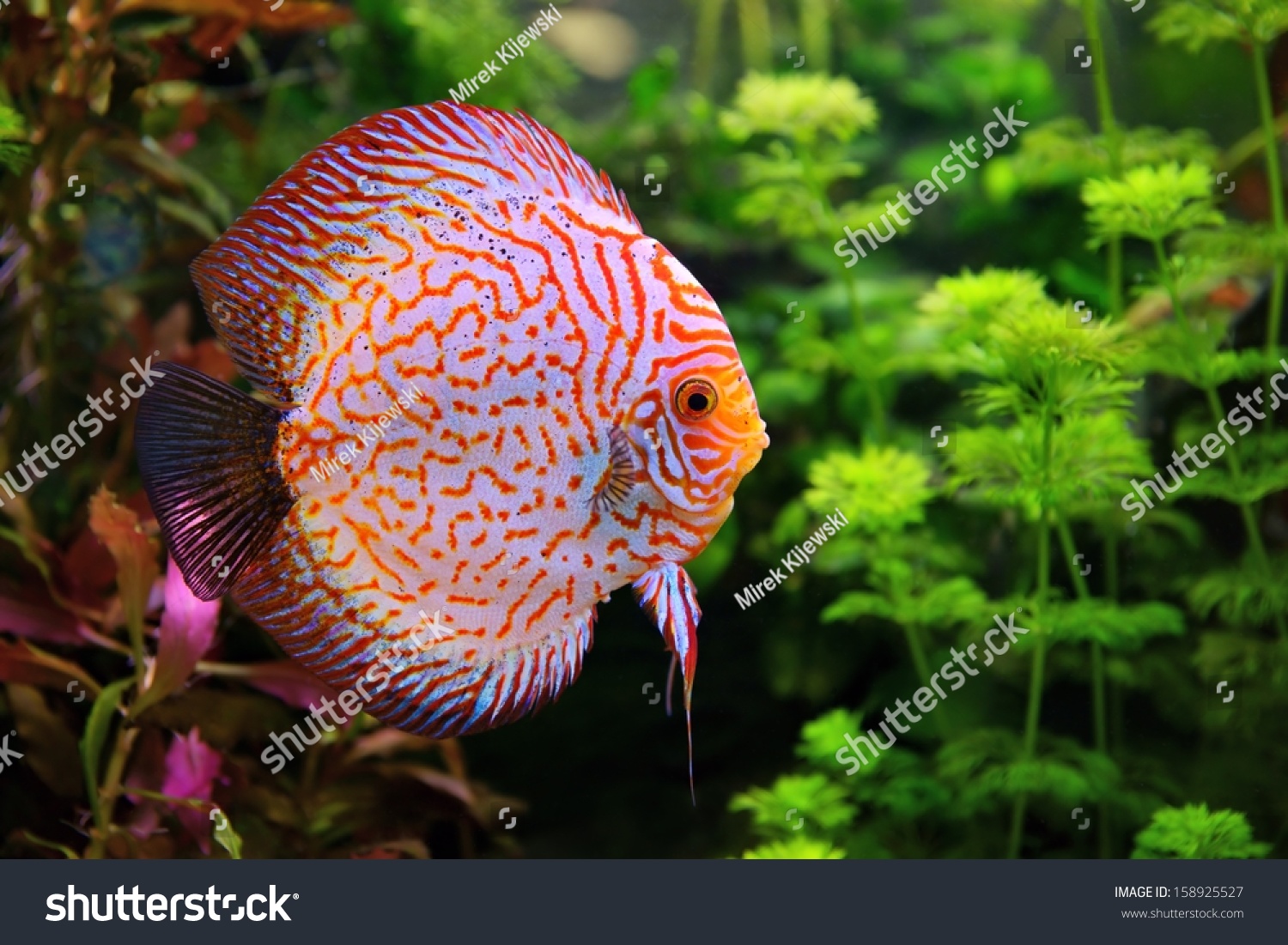 铁饼(七彩),五彩缤纷的水族箱中的慈鲷,淡水鱼原产于亚马逊河流域