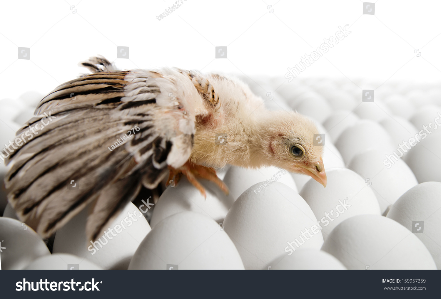 一个座落在许多母鸡的卵子,白色背景,孤立