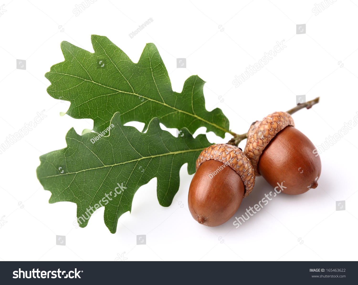 橡子用树叶-医疗保健,自然-海洛创意(hellorf)-shutterstock中国独家