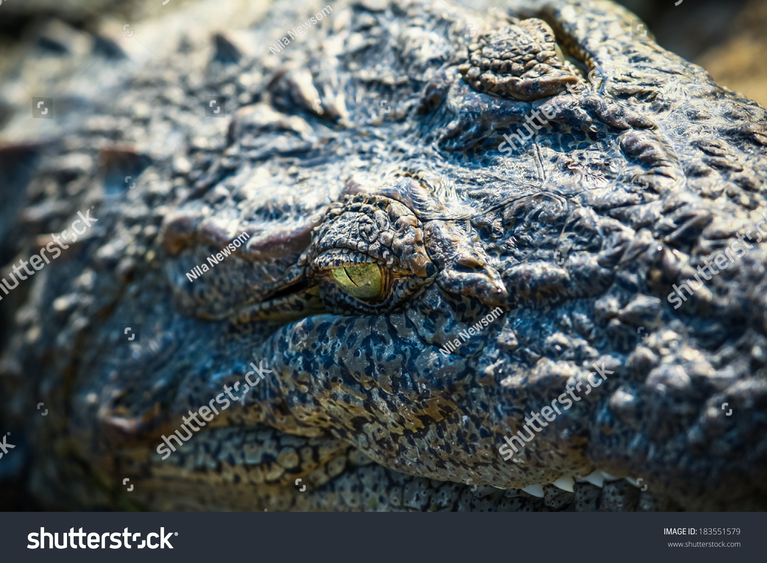 极端特写镜头在鳄鱼的脸-动物/野生生物,自然-海洛创意(hellorf)