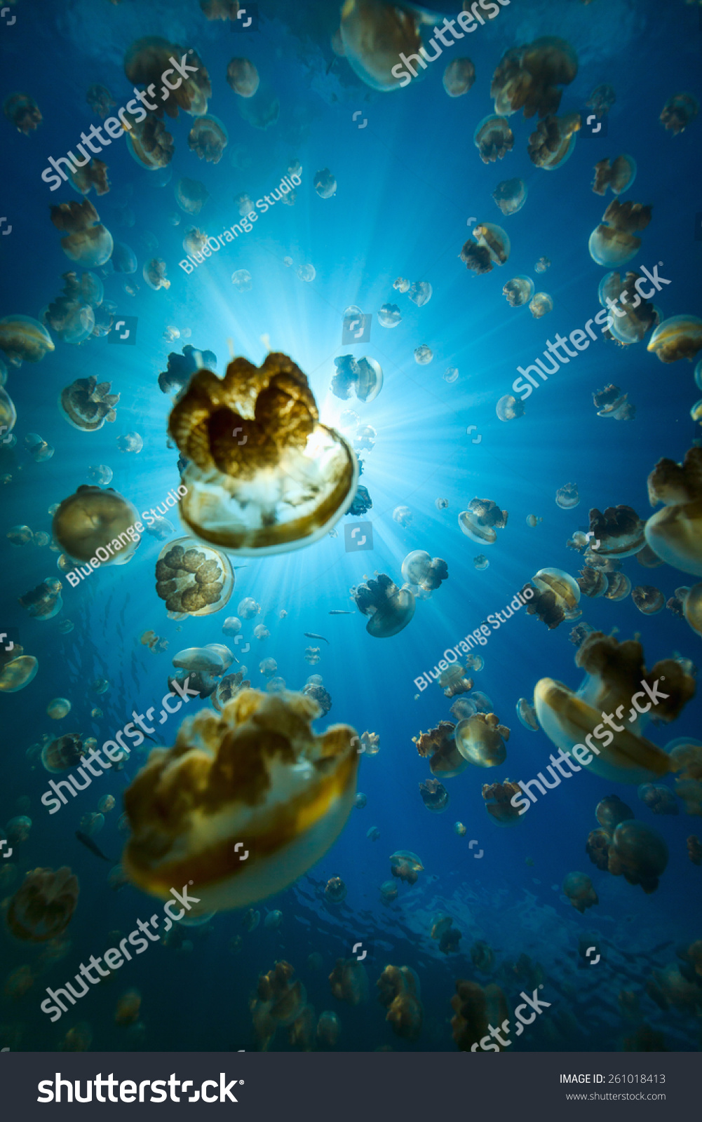 请登录 | 版权:blueorange studio 图片id:261018413 所属分类