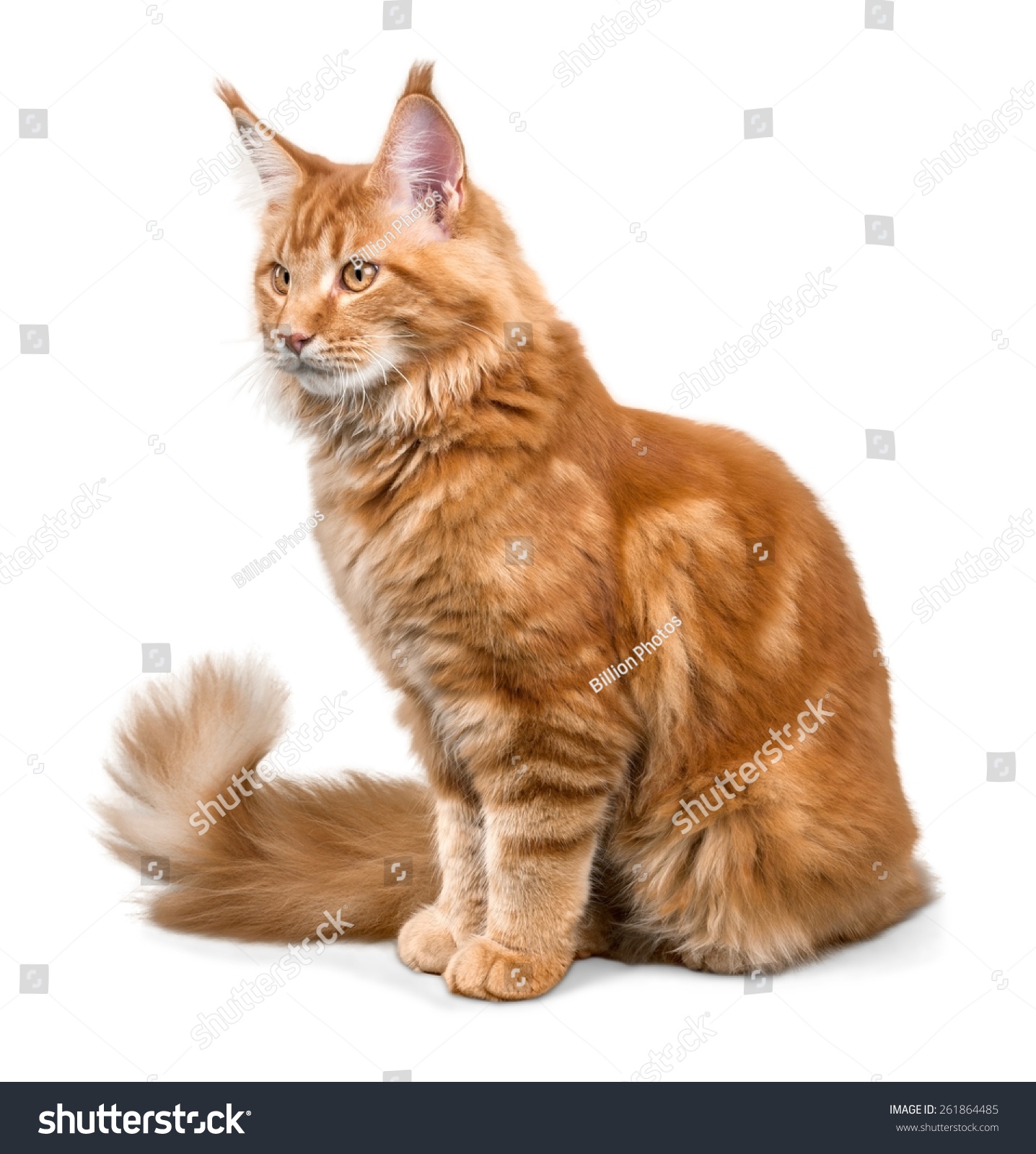 猫和狮子的影子-动物/野生生物,物体-海洛创意(hellorf)-shutterstock