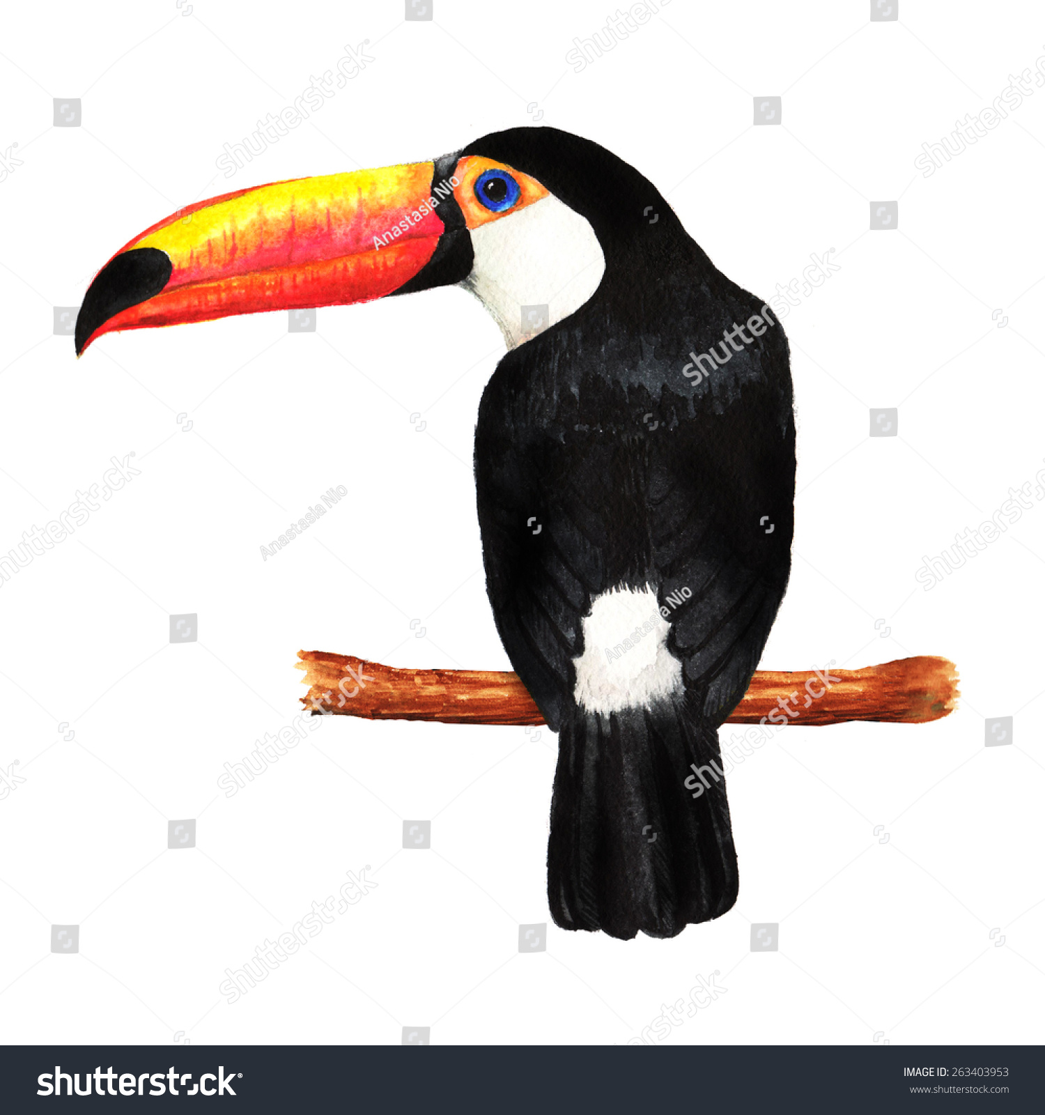 手绘水彩插图热带异域的大黑巨嘴鸟鸟在树枝上.