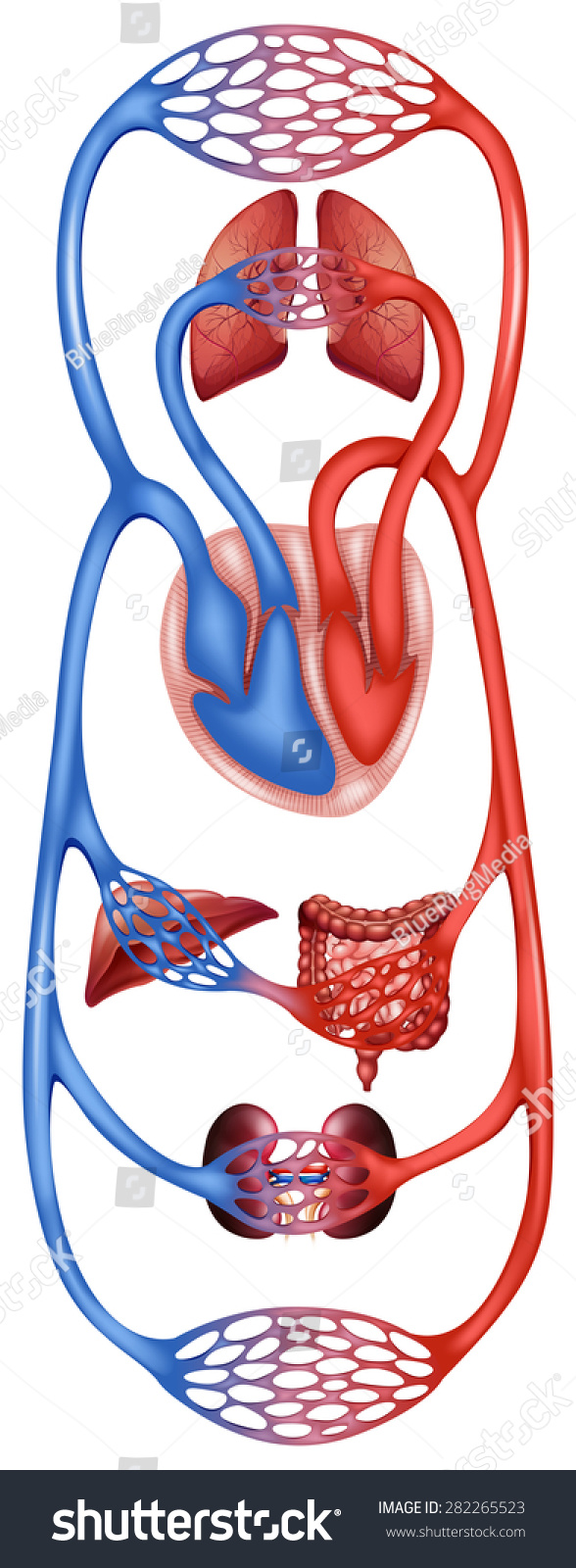 仔细看人的循环系统-科学-海洛创意(hellorf)-shutterstock中国独家