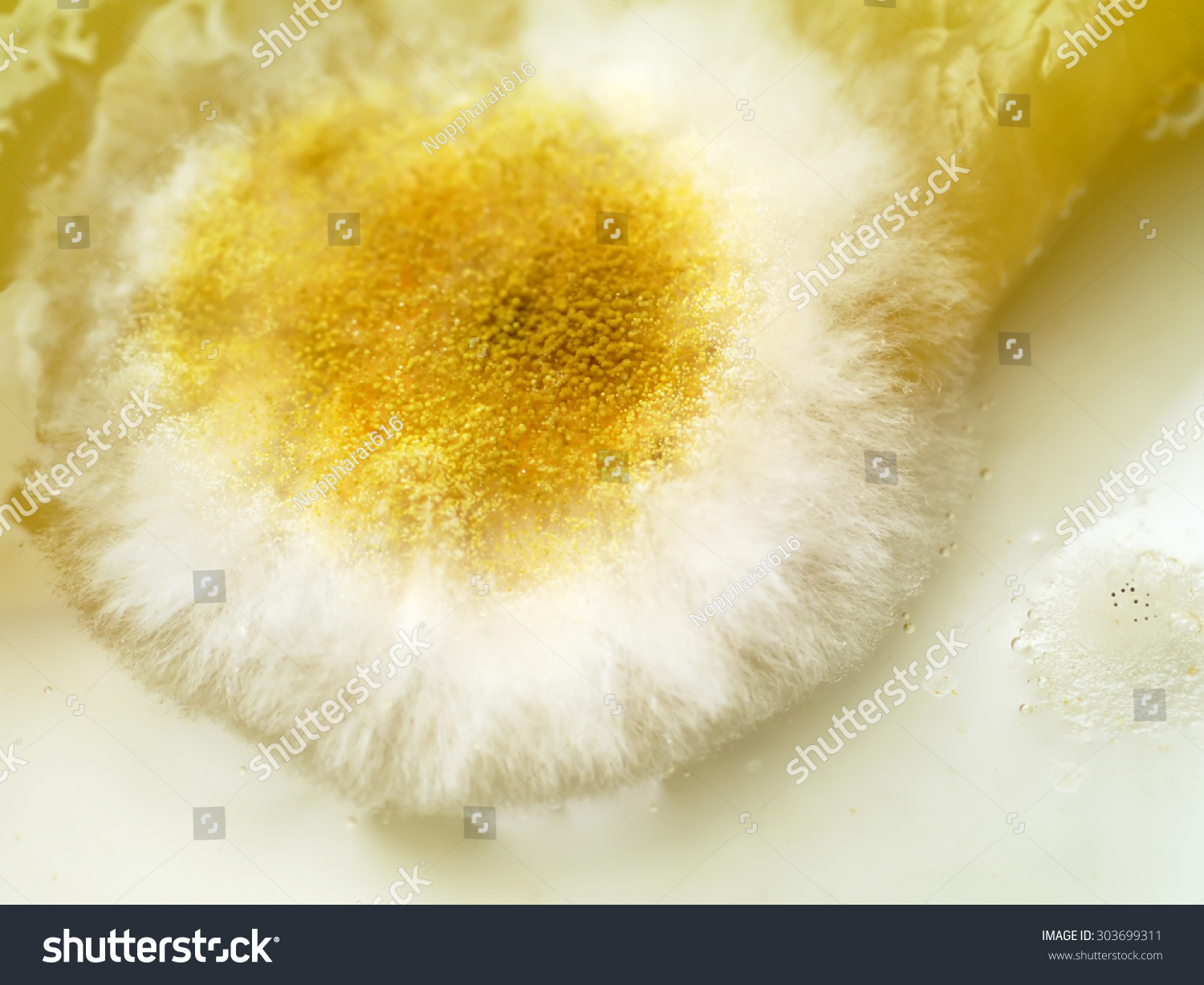 (匍枝根霉)-食品及饮料,自然-海洛创意(hellorf)-shutterstock中国