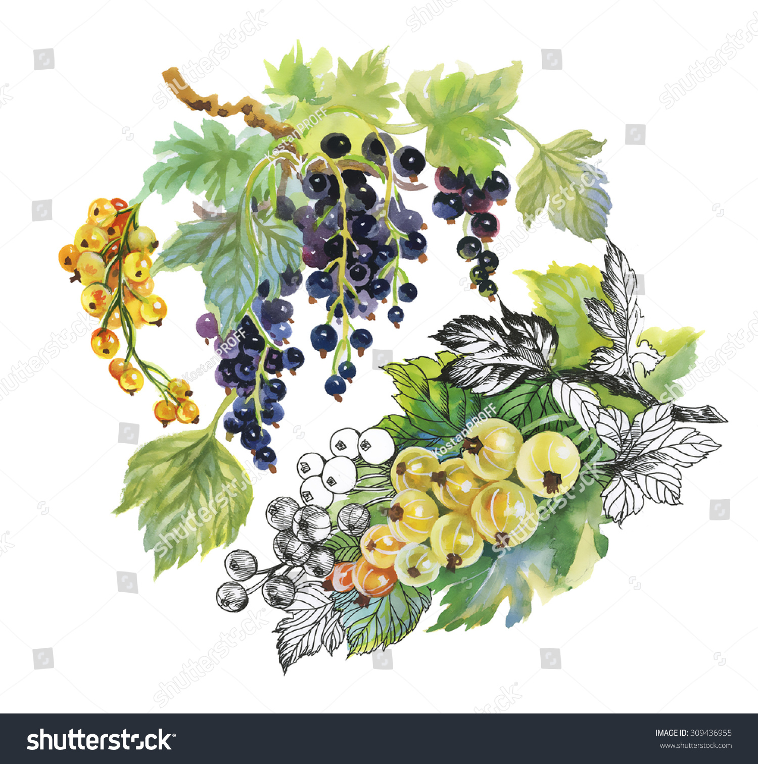 水彩画色彩斑斓的夏天成熟的浆果浆果和醋栗在白色背景上-艺术,自然