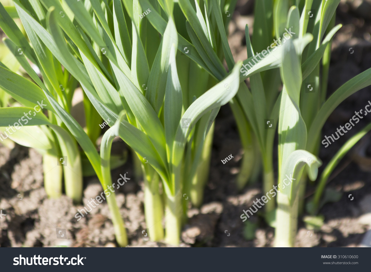 萌芽的野生大蒜種植在花園裡