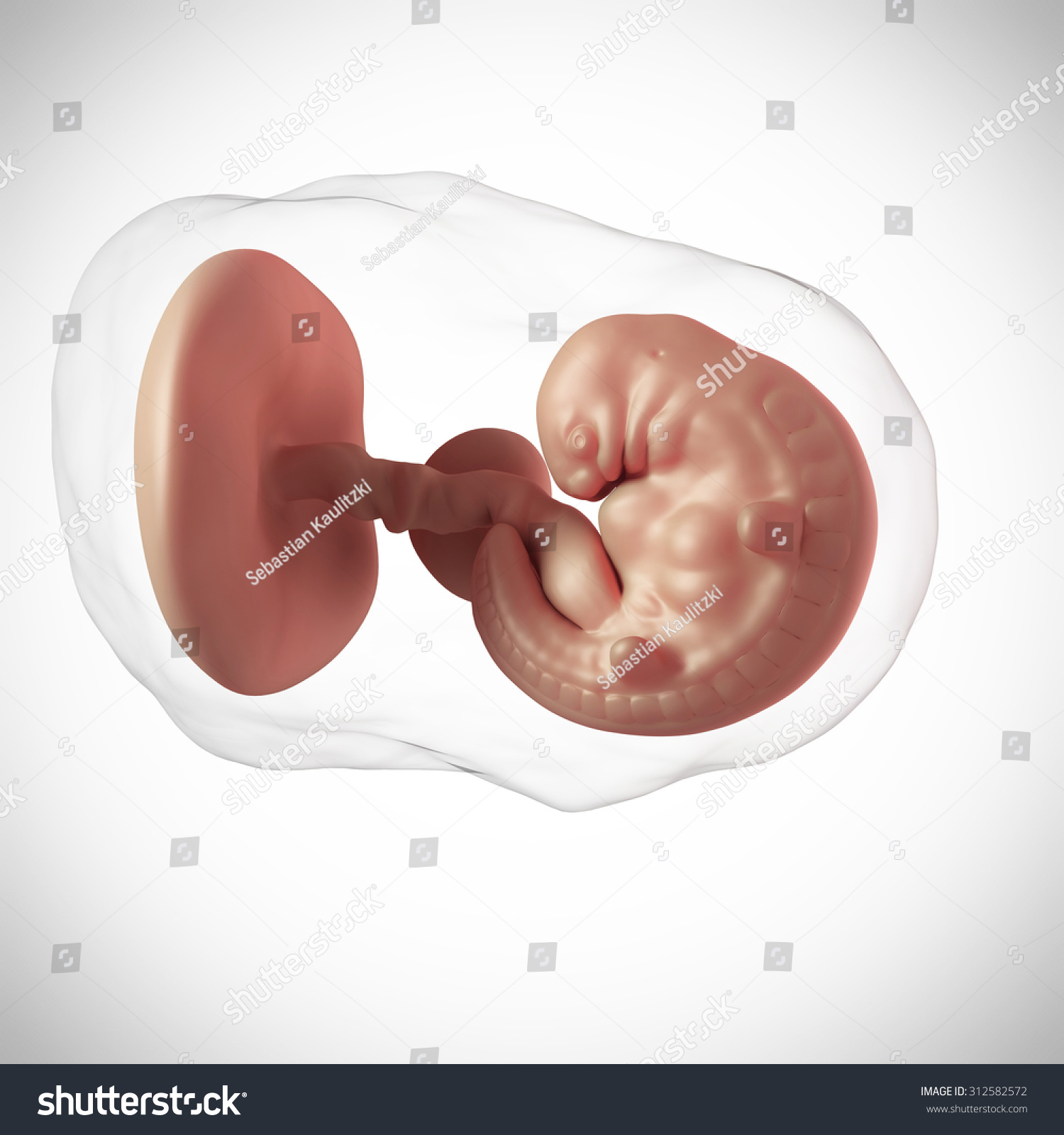 每周开发一个人的胎儿- 6周-医疗保健,科学-海洛创