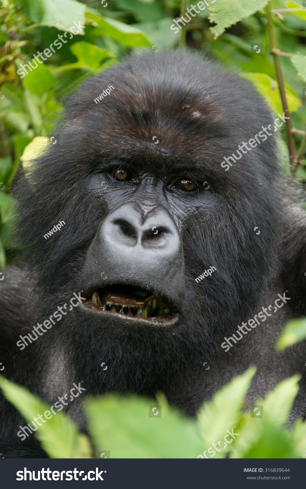 头周围是树叶和树枝在森林里.