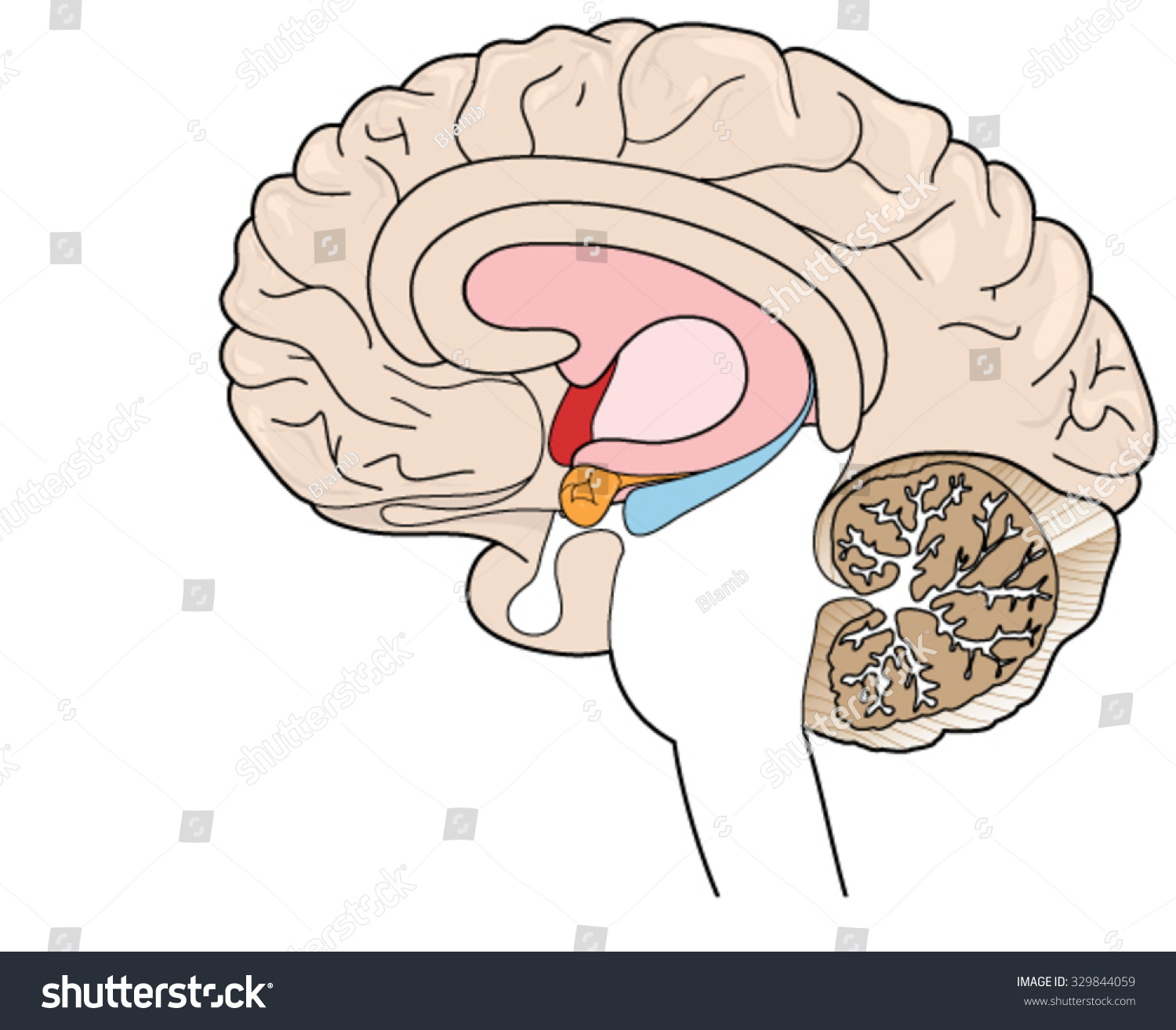 大脑在横截面显示基底神经节,下丘脑,杏仁核和海马