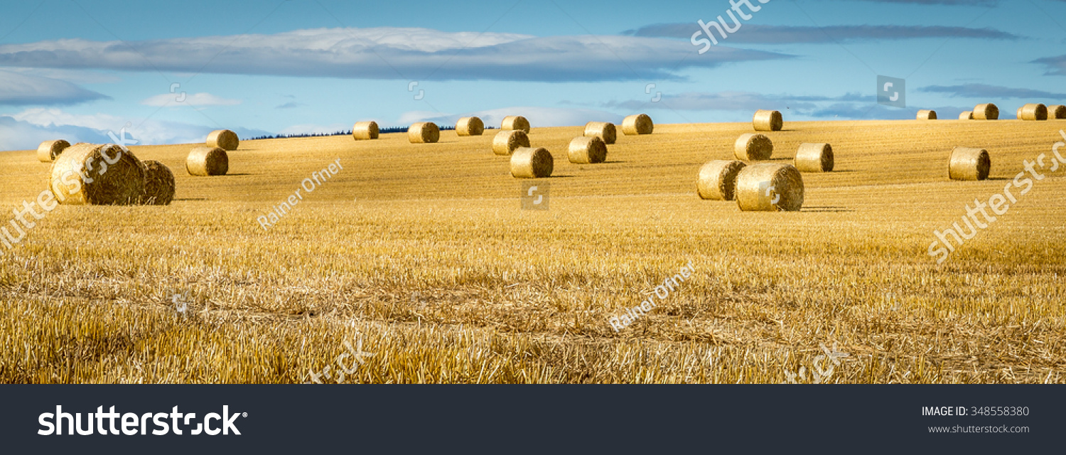 wheat field with straw bales after harvesting in scotland