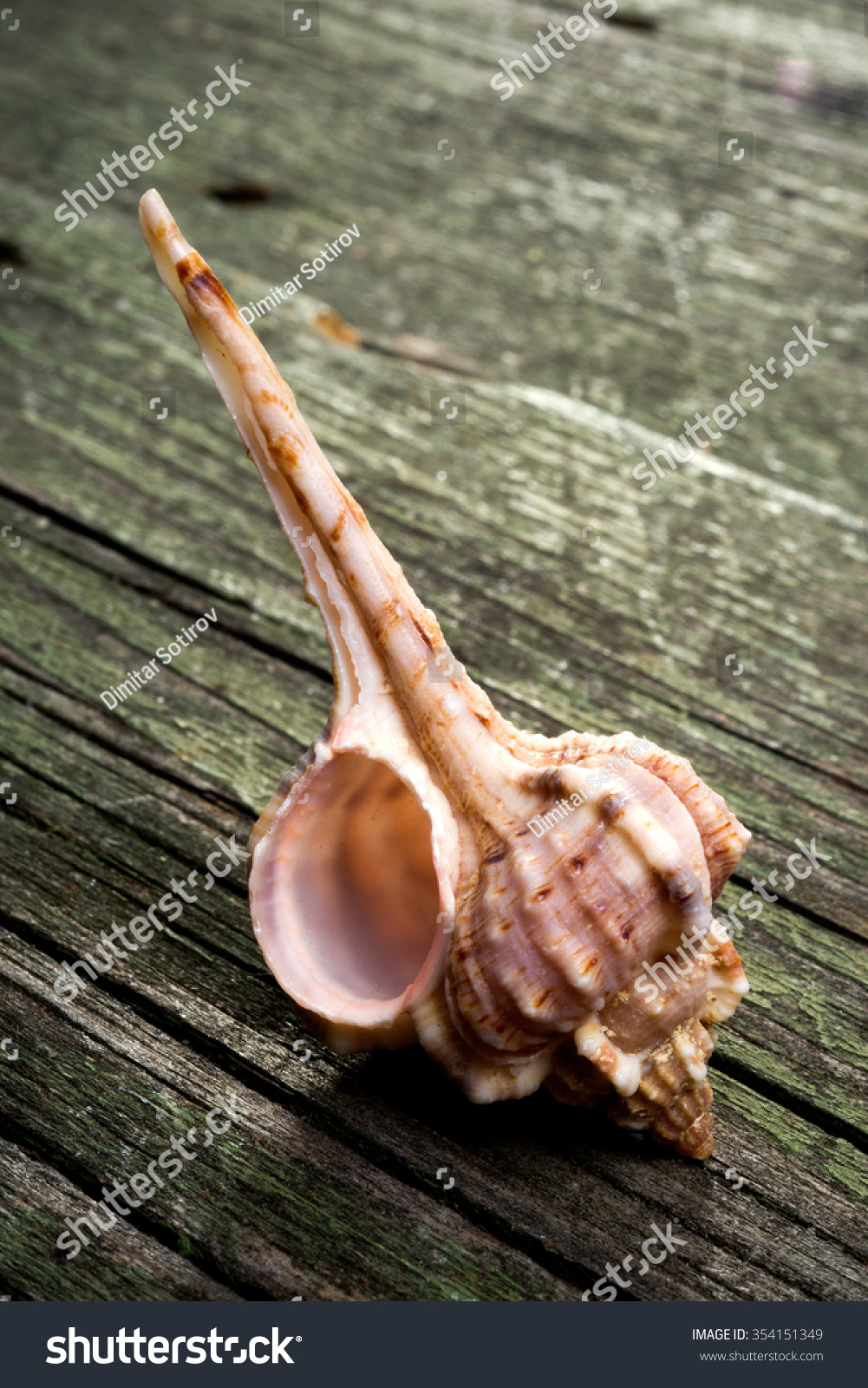 sea shell of sea snail on wooden background