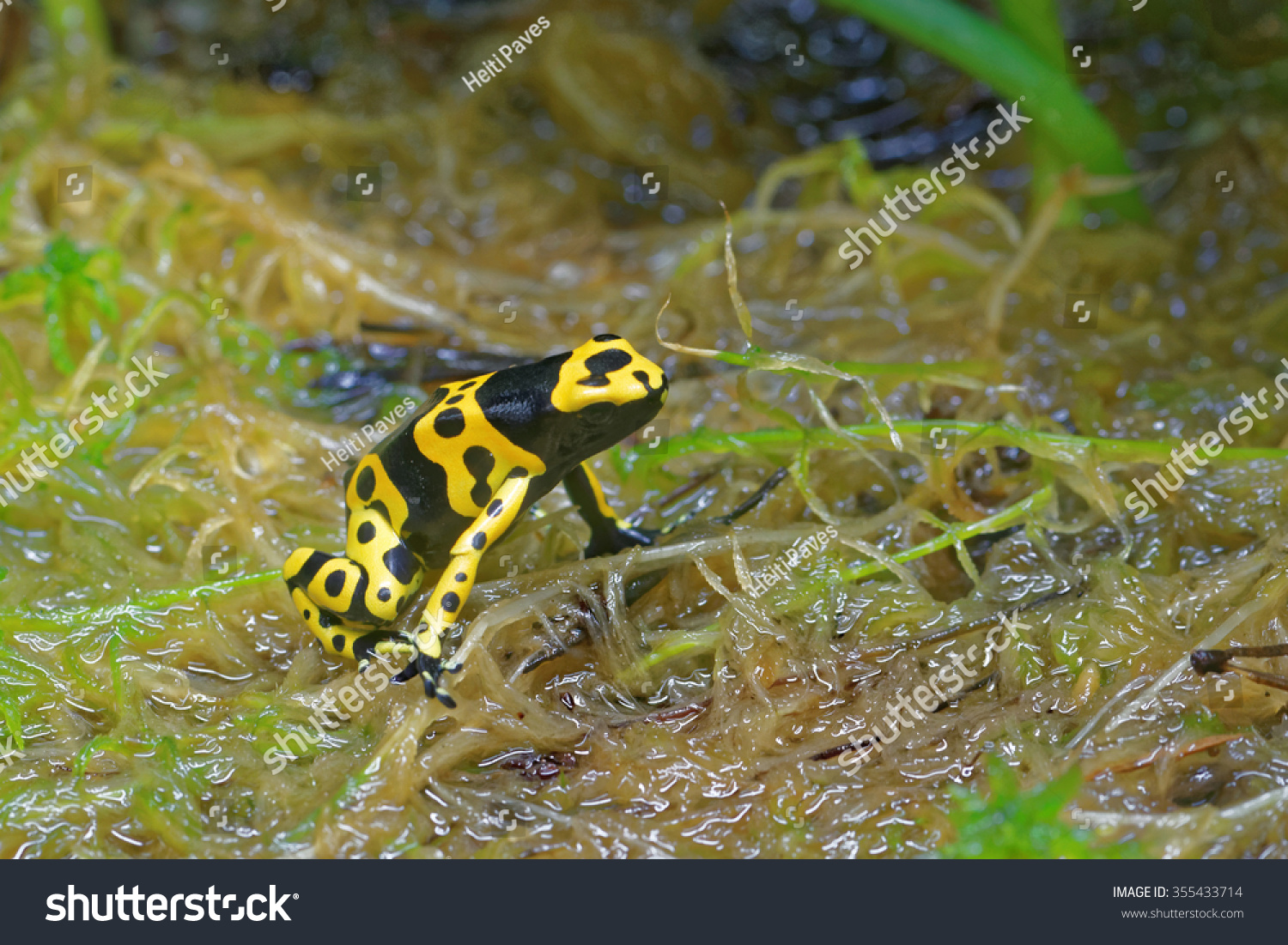 黄带箭毒蛙(dendrobates leucomelas),又名黄头毒镖蛙或大黄蜂毒蛙,从