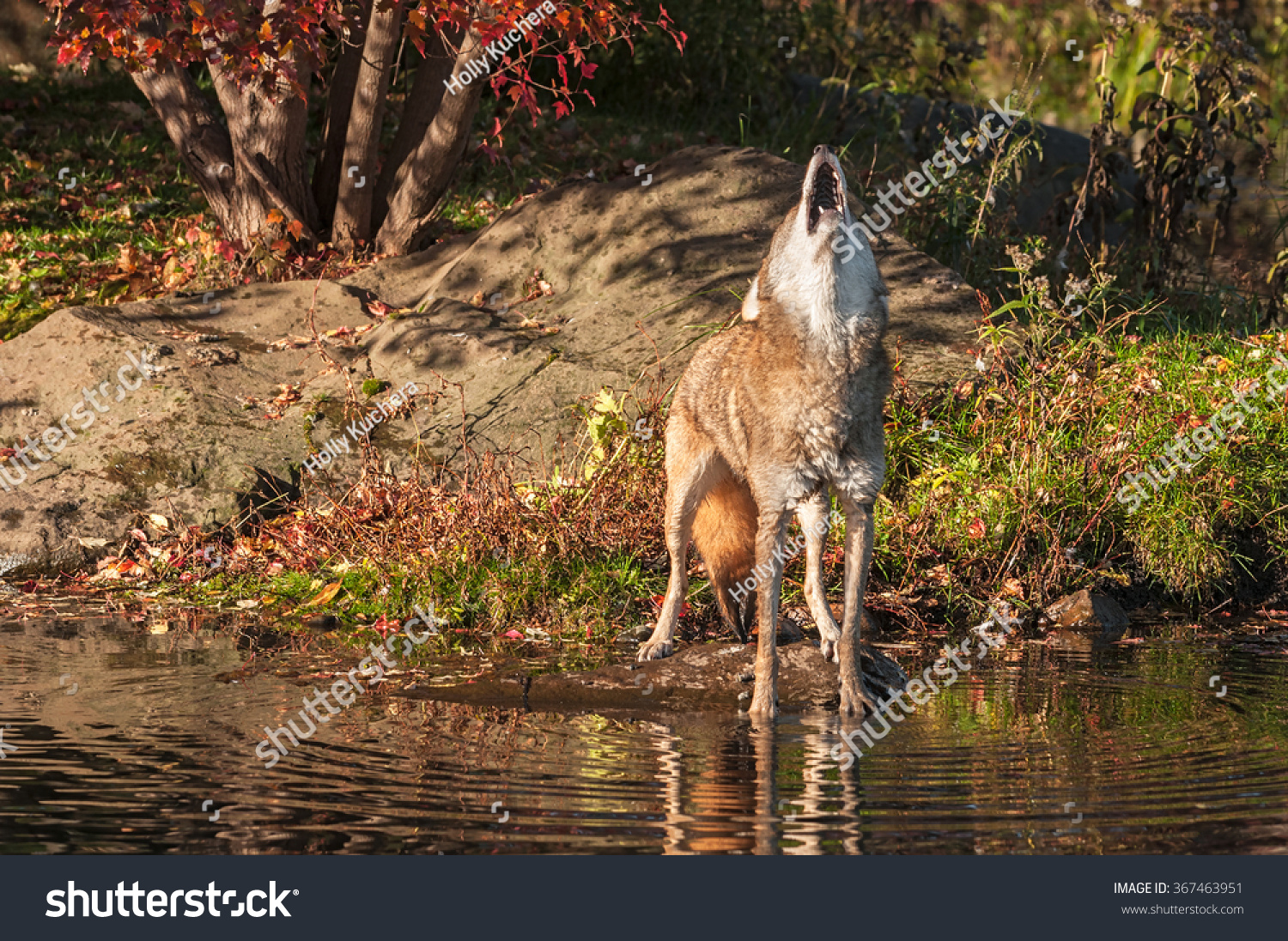 coyote (canis latrans) howls by pond - captive animal-动物/野生